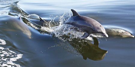Crystal Dawn Head Boat Fishing and Evening Cruise, Dolphin Cruise