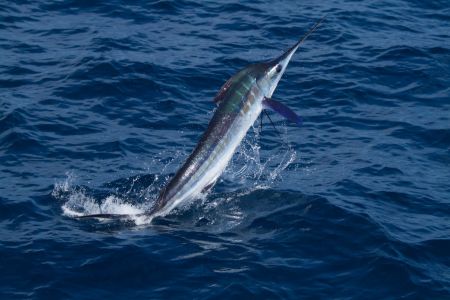 Corolla Water Sports, Corolla Charter Fishing