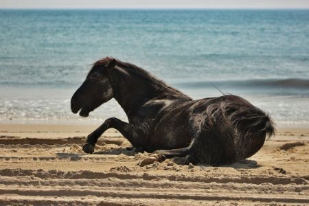 Corolla Wild Horse Tours, Family Adventure: Morning Wild Horse Tour