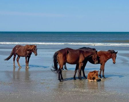 Corolla Wild Horse Tours, Family-Friendly Wild Horse Adventure