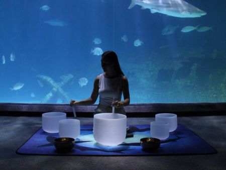 North Carolina Aquarium on Roanoke Island, Sound Bath Under the Sea: Meditation Session