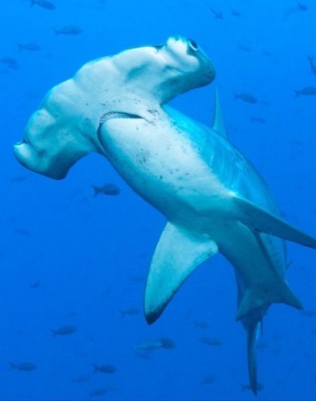 Carolina Girl Sportfishing Charters Outer Banks, Giant Shark Trip