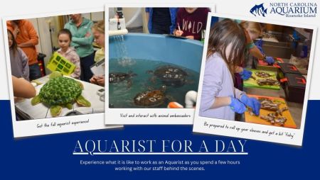 North Carolina Aquarium on Roanoke Island, Aquarist for a Day