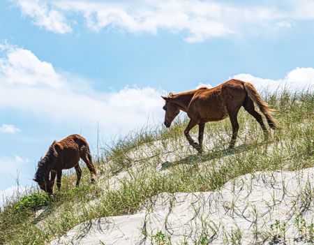 Back Beach Wild Horse Tours, See Legendary Wild Horses