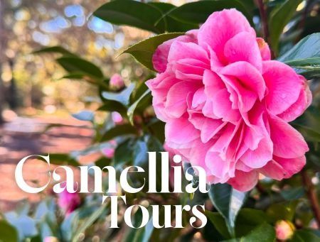 Elizabethan Gardens, Camellia Tours