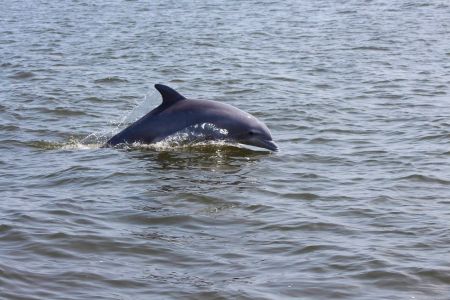 Captain Johnny’s Dolphin Tours, Morning Dolphin Watch