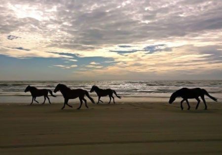 Bob's Corolla Wild Horse Tours, Experience Wild Horses on the Outer Banks