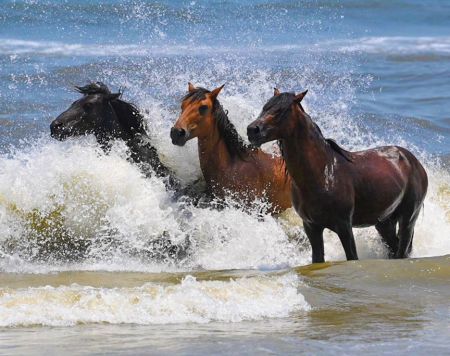 Corolla Wild Horse Tours, Family Adventure: Morning Wild Horse Tour