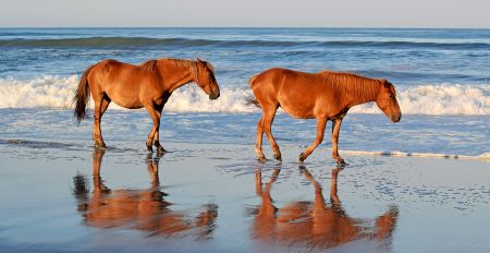 Kitty Hawk Kites, Corolla Wild Horse Tours