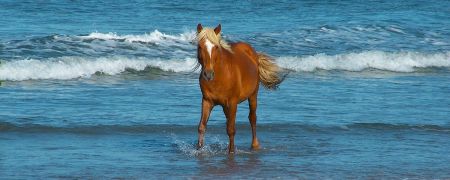 Corolla Wild Horse Fund, Sponsor a Horse