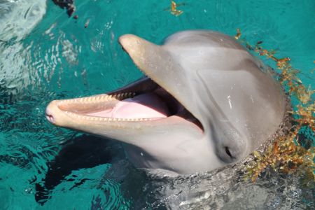 Wanchese Marina, Dolphin Tours