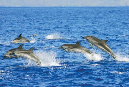Harbor Star Dolphin Tours, Private Dolphin Tour