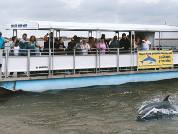 Kitty Hawk Kites, Outer Banks Dolphin Tours