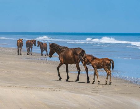 Back Beach Wild Horse Tours, Open Air Safari Morning Tours