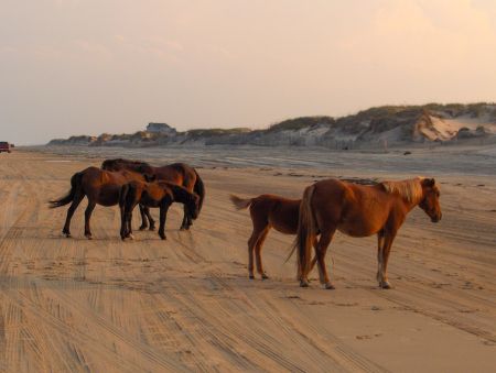 Bob's Corolla Wild Horse Tours, Evening Wild Horse Tour