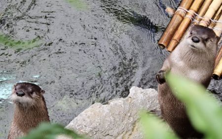 North Carolina Aquarium on Roanoke Island, Happy Otter Hour