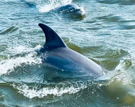 Harbor Star Dolphin Tours, Morning Dolphin Tour