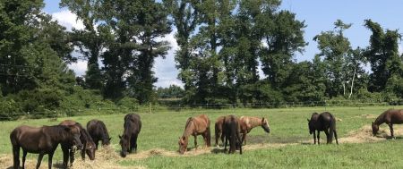 Corolla Wild Horse Fund, Hay For a Day