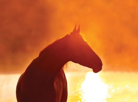 Corolla Wild Horse Tours, Family Adventure: Sunset Wild Horse Tour
