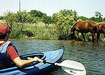 Back Country Wild Horse Safari, Kayak Corolla