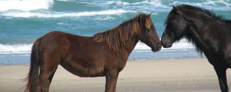 Corolla Wild Horse Fund, Support the Horses