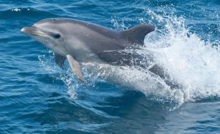 Wanchese Marina, Dolphin Tours