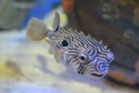 North Carolina Aquarium on Roanoke Island, Gyotaku - “Fish Printing”