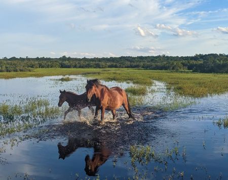 Back Country Wild Horse Safari, Off-Road Eco-Adventure
