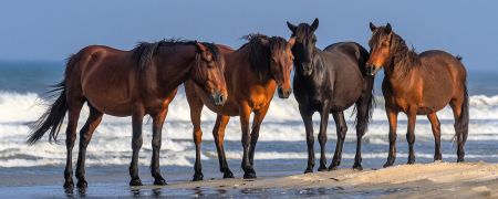 Corolla Wild Horse Fund, Owners Are Donors