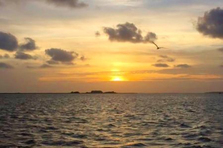 Paradise Dolphin Cruises, Sunset Cruises