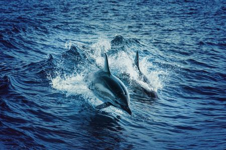 Harbor Star Dolphin Tours, Daytime Dolphin Tour