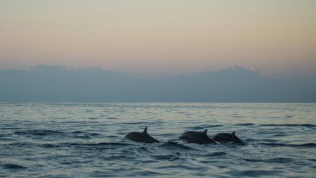 Harbor Star Dolphin Tours, Sunset Dolphin Tour