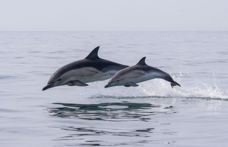Harbor Star Dolphin Tours, Evening Dolphin Tour