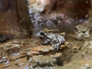 North Carolina Aquarium on Roanoke Island, *Virtual Day Camp* Toads, Salamanders and Frogs, Oh My!