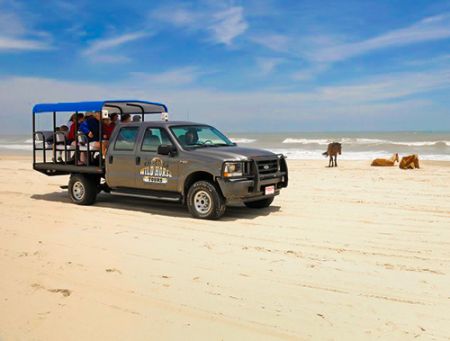 Corolla Wild Horse Tours, Family Adventure: Afternoon Wild Horse Tour