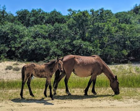 Back Country Wild Horse Safari, Private Wild Horse Tours