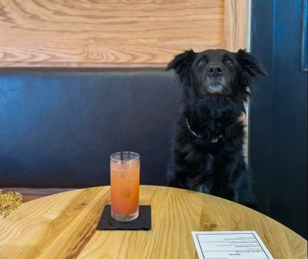 Buffalo City Distillery, Bring the Pups!