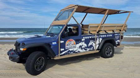 Back Beach Wild Horse Tours, Jeep Safari Tour
