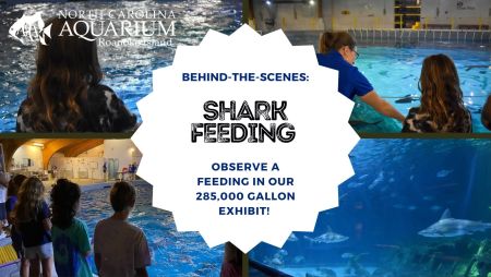 North Carolina Aquarium on Roanoke Island, Behind-the-Scenes: Shark Feeding