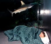 North Carolina Aquarium on Roanoke Island, Sleeping with the Sharks