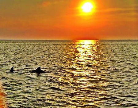 Captain Johnny’s Dolphin Tours, The Sunset Dolphin Watch