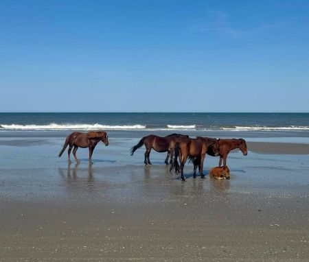 Bob's Corolla Wild Horse Tours, Morning Wild Horse Tour
