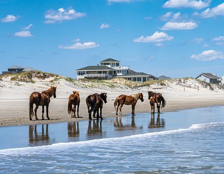 Back Beach Wild Horse Tours, Open Air Safari Afternoon Tours