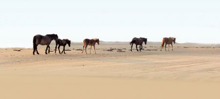 Corolla Wild Horse Tours, Adventure for the Whole Family