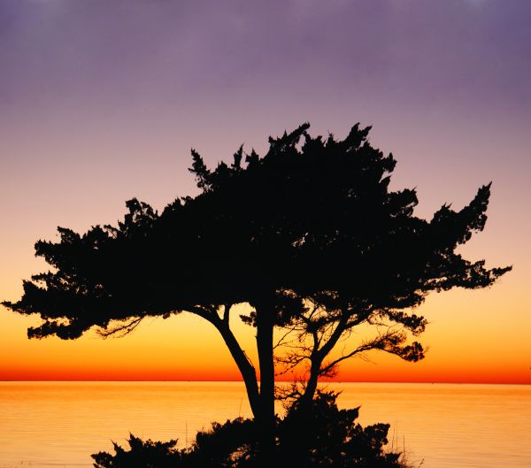 Outer Banks Trees to Love