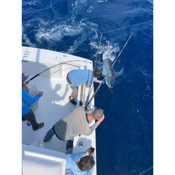 Blue Marlin Oregon Inlet Fishing Center Outer Banks Fishing Report