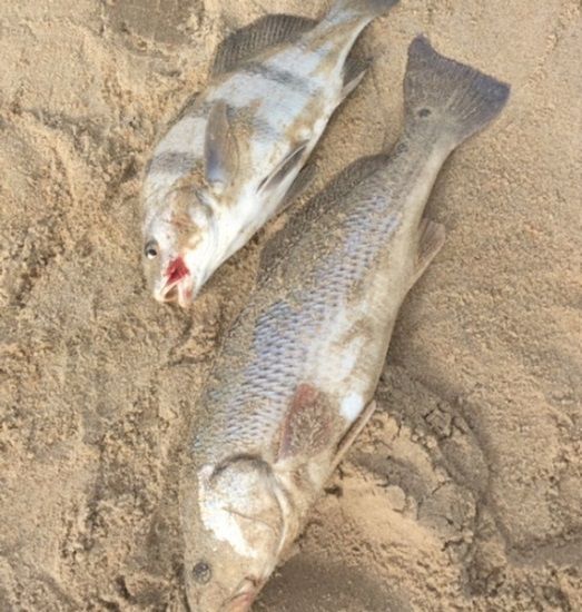 tw's bait and tackle