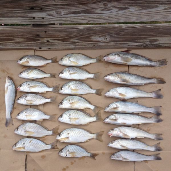 Corolla Fishing Report OBX Bait & Tackle Corolla Outer Banks Outer