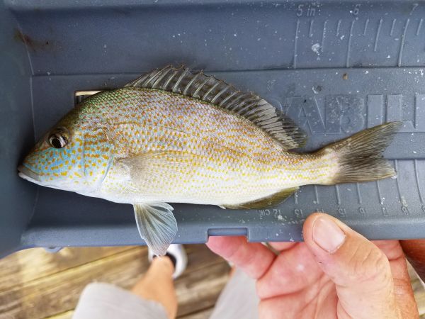 Point Pearce Fish Jennette's Pier Fishing Report | Jennette's Pier | Outer Banks Fishing ...