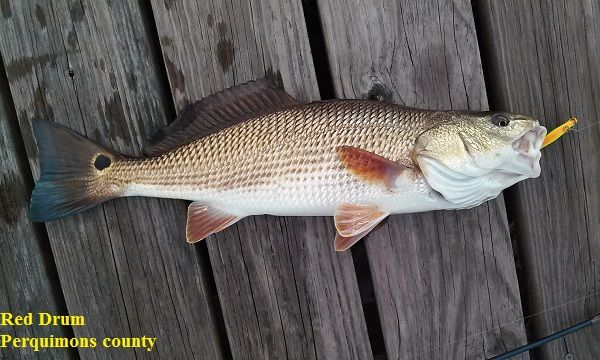 red drum bait and tackle